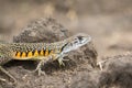 Image of Butterfly Agama Lizard Leiolepis Cuvier on nature bac Royalty Free Stock Photo