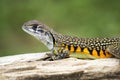 Image of Butterfly Agama Lizard Leiolepis Cuvier Royalty Free Stock Photo