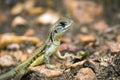 Image of Butterfly Agama Lizard Leiolepis Cuvier