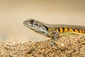 Image of Butterfly Agama Lizard Leiolepis Cuvier on the sand. Royalty Free Stock Photo