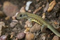 Image of Butterfly Agama Lizard Leiolepis Cuvieron nature background. Royalty Free Stock Photo