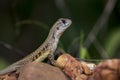 Image of Butterfly Agama Lizard Leiolepis Cuvieron nature background. Royalty Free Stock Photo