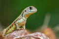 Image of Butterfly Agama Lizard Leiolepis Cuvieron nature background. Royalty Free Stock Photo