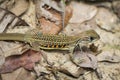 Image of butterfly agama lizard & x28;Leiolepis Cuvier& x29;