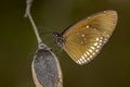 Image of a butterfly Common Indian Crow on nature background.