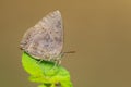 Image of butterfly Lycaenidae on the leaf on nature background