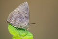 Image of butterfly Lycaenidae on the leaf.