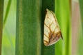 Image of Butterfly Moth Lasiocampidae Royalty Free Stock Photo