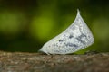 Image of Butterfly Moth Lasiocampidae on nature background. Royalty Free Stock Photo