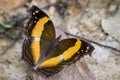 Image of a butterfly on nature background. Insect Animal