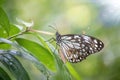 Image of a butterfly (The Pale Blue Tiger) on nature background. Insect Animal Royalty Free Stock Photo