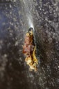 Image of a butterfly pupa on the wall. Insect.