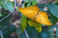 Image of butterfly Vindula erota erota. Royalty Free Stock Photo