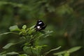 Image of butterfly with white and black patterns.