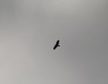 Buzzard in silhouette Royalty Free Stock Photo