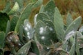 Cactus covered with small parasites that give the appearance of a whitish powder