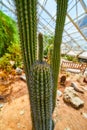 Cactus plant detail in greenhouse desert biome