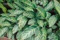 Image of Calathea alberti in a botanical garden Royalty Free Stock Photo