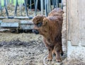 Image of Calf Scottish Highland cattle at the farmer`s Pasture Royalty Free Stock Photo
