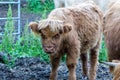 Image of Calf Scottish Highland cattle at the farmer`s Pasture Royalty Free Stock Photo