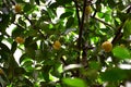 Image of cambodgia grown in a cambodgia tree Royalty Free Stock Photo