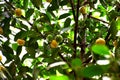 Image of cambodgia grown in a cambodgia tree Royalty Free Stock Photo