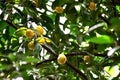 Image of cambodgia grown in a cambodgia tree Royalty Free Stock Photo