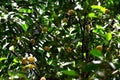 Image of cambodgia grown in a cambodgia tree Royalty Free Stock Photo