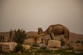 a camel at dawn among the Ancient ruins of Palmyra.