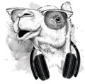 The image of the camel in the glasses, headphones and in hip-hop hat. Vector illustration.