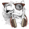 The image of the camel in the glasses, headphones and in hip-hop hat. Vector illustration.