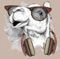 The image of the camel in the glasses, headphones and in hip-hop hat. Vector illustration.