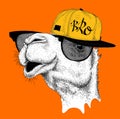 The image of the camel in the glasses and in hip-hop hat. Vector illustration.
