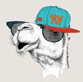 The image of the camel in the glasses and in hip-hop hat. Vector illustration.