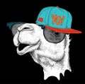 The image of the camel in the glasses and in hip-hop hat. Vector illustration.
