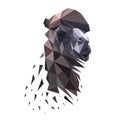 Image of a camel`s head. Vector illustration polygon