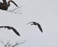 Canada geese in flight through dark skies