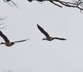 Canada geese flying through dark skies