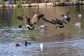 Canada geese lake landing