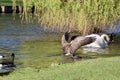 Canada goose flapping its wings Royalty Free Stock Photo