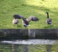 Canada goose flapping its wings Royalty Free Stock Photo