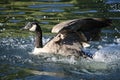 Canada goose landing on a lake Royalty Free Stock Photo