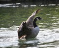 Canada goose landing on lake Royalty Free Stock Photo