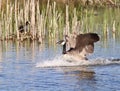 Canada goose splash landing Royalty Free Stock Photo