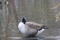 Canada goose standing in shallow river