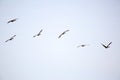 Canada geese in flight