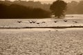 Canada geese in silhouette at sunset Royalty Free Stock Photo