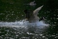 Canada goose splash down on water Royalty Free Stock Photo