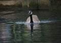 Canada goose on a lake