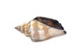 Image of canarium urceus is a species of sea snail, a marine gastropod mollusk in the family Strombidae, the true conchs isolated